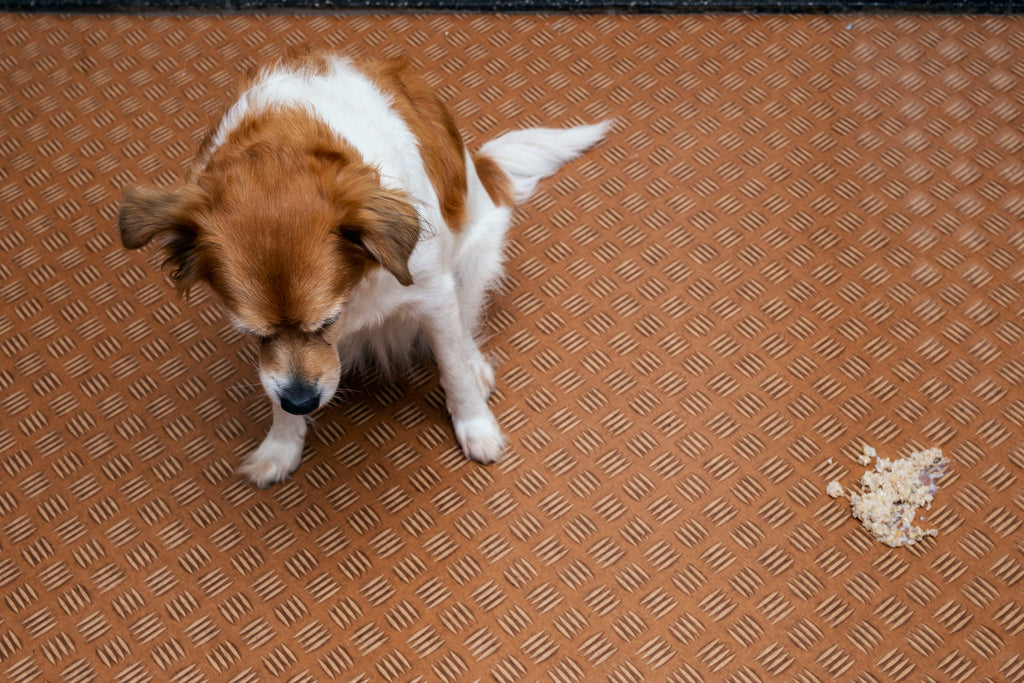 5 Signs your Dog is Suffering from Poor Digestion