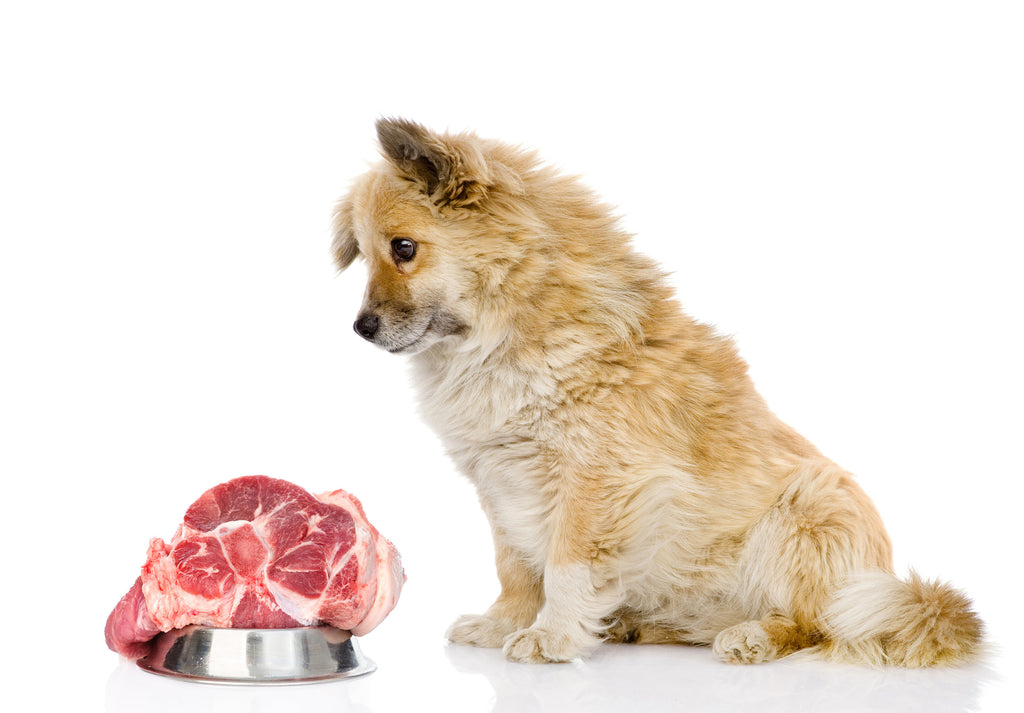 Debunking 5 Pet Food Myths